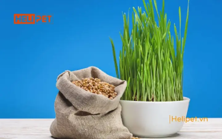 Cung Cấp Các Dưỡng Chất Cần Thiết Cho Mèo