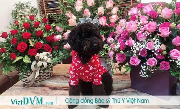Chó Poodle Bị Bạc Lông?