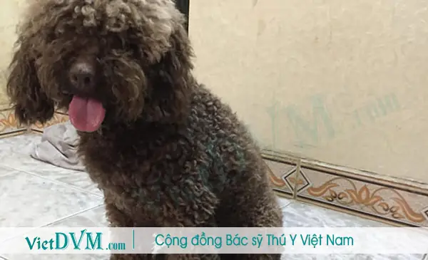 Nguyên Nhân Khiến Poodle Bị Bạc Lông Là Gì?