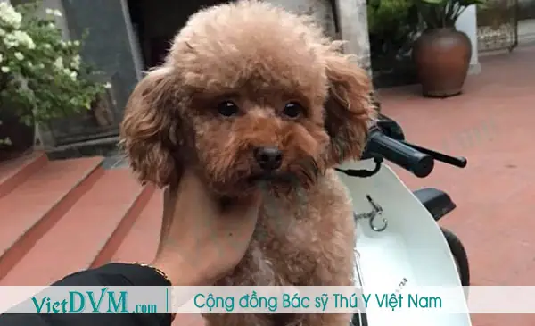 Chó Poodle Bị Bạc Lông Là Gì?