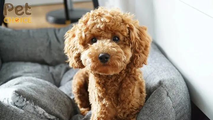 Làm Gì Nếu Lông Poodle Không Xoăn?
