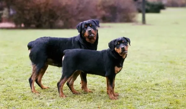 Ai Có Thể Cắt Đuôi Cho Chó Rottweiler?