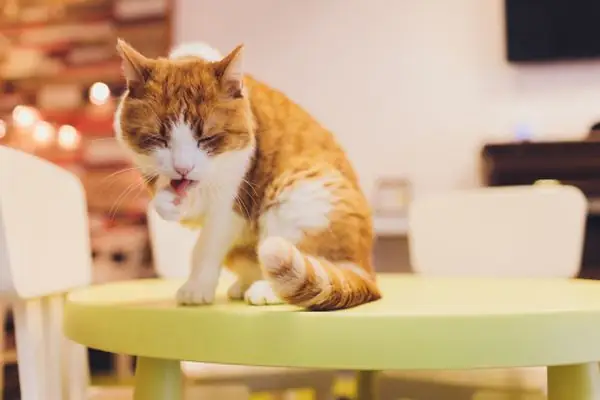 Nước Làm Trôi Chất Tiết Của Mèo