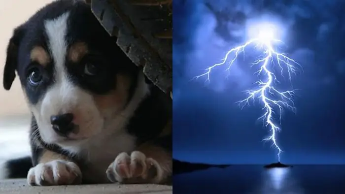 Tại Sao Chó Sợ Sấm Sét