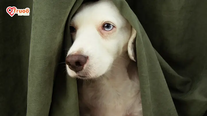 Các Biểu Hiện Sợ Sấm Sét, Tiếng Động Của Chó