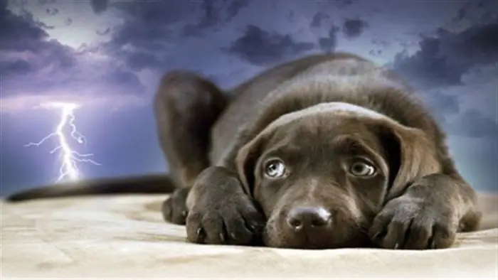 Tại Sao Chó Sợ Sấm Sét