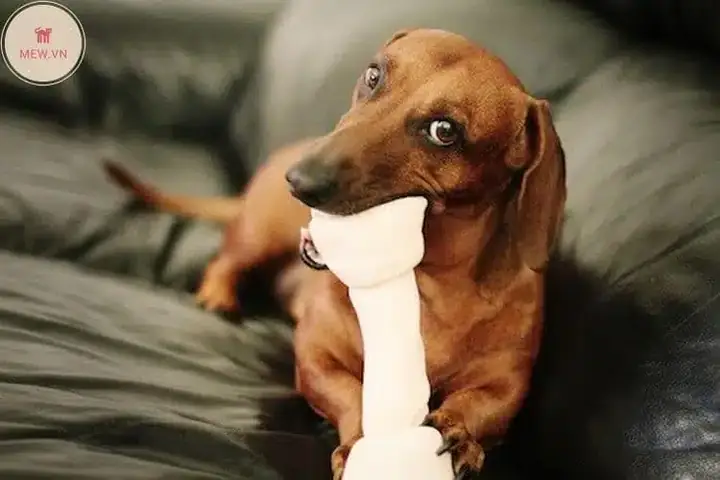 Cã¡ch Chá»n Xæ°æ¡ng Phã¹ Há»£p Cho Chã³ Cá»§a Báº¡n