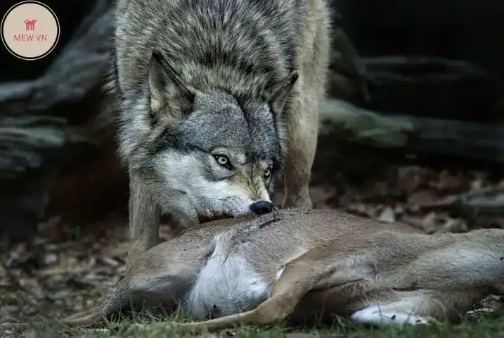 Báº£n Näng Di Truyá»n