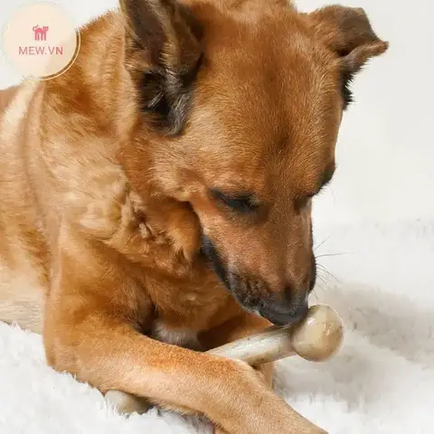 Tai-sao-cho-thich-gam-xuong-1