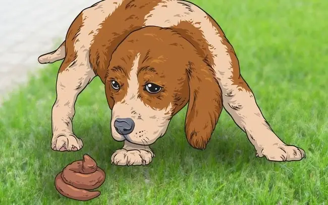 Tại Sao Chó Thích Gãi Bụng