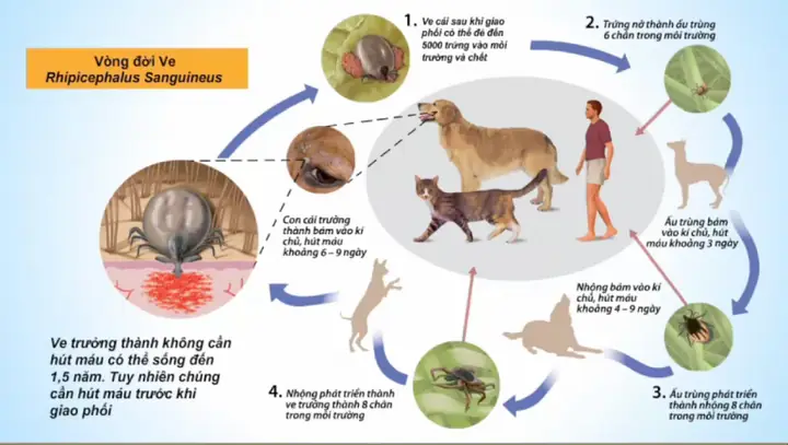 Vòng Đời Của Ve Chó