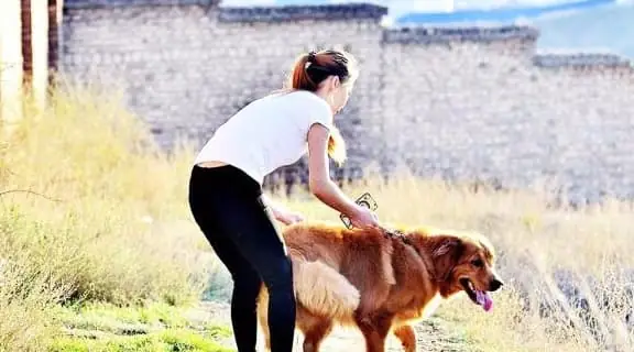 Nhiều Bạn Gái Muốn Nuôi Một Chú Chó Để Bầu Bạn, Nhưng Thay Vì Chọn Chó Cái Thì Hầu Hết Con Gái Sẽ Nuôi Chó Đực. Thực Tế Thì Con Gái Nuôi Chó Đực Sẽ Tốt Hơn Nuôi Chó Cái, Bạn Có Biết Tại Sao Không? Chúng Ta Hãy Cùng Nhau Xem Nhé