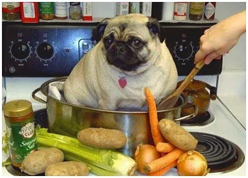 Giáng Sinh Có Nên Ăn Thịt Chó?