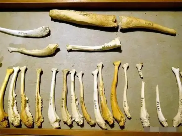 Trong Thế Giới Động Vật, Hầu Hết Các Loài Sinh Vật Đều Phải Trải Qua Quá Trình Giao Phối Nếu Muốn Sinh Sản. Tôi Tự Hỏi Liệu Bạn Có Quan Sát Kỹ Xem Chó, Vật Nuôi Dễ Thương Của Con Người, Có Đầu Hướng Ngược Nhau Và Mông Áp Vào Nhau Trong Khi Giao Phối Không?