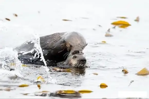 Trong Thế Giới Động Vật, Hầu Hết Các Loài Sinh Vật Đều Phải Trải Qua Quá Trình Giao Phối Nếu Muốn Sinh Sản. Tôi Tự Hỏi Liệu Bạn Có Quan Sát Kỹ Xem Chó, Vật Nuôi Dễ Thương Của Con Người, Có Đầu Hướng Ngược Nhau Và Mông Áp Vào Nhau Trong Khi Giao Phối Không?