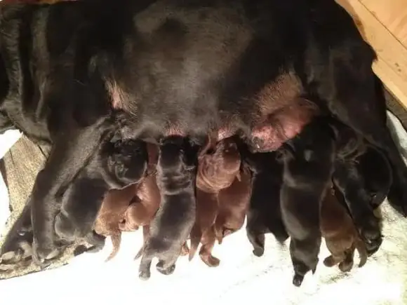 Trong Thế Giới Động Vật, Hầu Hết Các Loài Sinh Vật Đều Phải Trải Qua Quá Trình Giao Phối Nếu Muốn Sinh Sản. Tôi Tự Hỏi Liệu Bạn Có Quan Sát Kỹ Xem Chó, Vật Nuôi Dễ Thương Của Con Người, Có Đầu Hướng Ngược Nhau Và Mông Áp Vào Nhau Trong Khi Giao Phối Không?