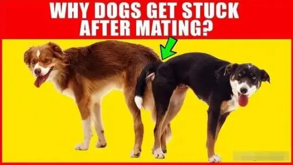 Trong Thế Giới Động Vật, Hầu Hết Các Loài Sinh Vật Đều Phải Trải Qua Quá Trình Giao Phối Nếu Muốn Sinh Sản. Tôi Tự Hỏi Liệu Bạn Có Quan Sát Kỹ Xem Chó, Vật Nuôi Dễ Thương Của Con Người, Có Đầu Hướng Ngược Nhau Và Mông Áp Vào Nhau Trong Khi Giao Phối Không?