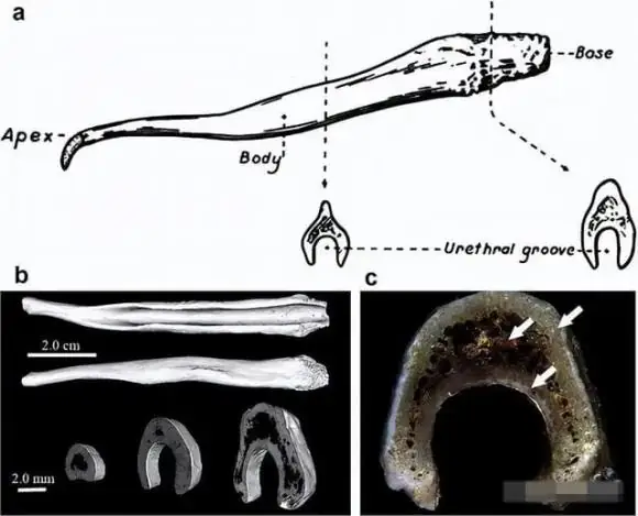 Trong Thế Giới Động Vật, Hầu Hết Các Loài Sinh Vật Đều Phải Trải Qua Quá Trình Giao Phối Nếu Muốn Sinh Sản. Tôi Tự Hỏi Liệu Bạn Có Quan Sát Kỹ Xem Chó, Vật Nuôi Dễ Thương Của Con Người, Có Đầu Hướng Ngược Nhau Và Mông Áp Vào Nhau Trong Khi Giao Phối Không?