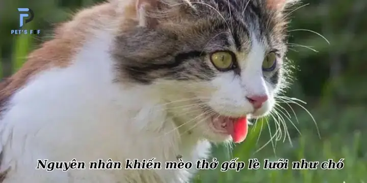 Nguyên Nhân Khiến Mèo Thở Gấp Lè Lưỡi Như Chó