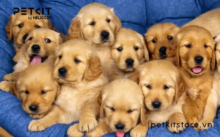 Nuôi Quá Nhiều Chó Cùng Một Lúc Nuôi Quá Nhiều Chó Cùng Một Lúc