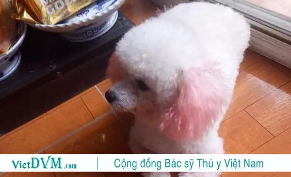 Có Nên Cạo Lông Máu Cho Poodle Không?