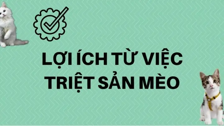 Những Lợi Ích Từ Việc Triệt Sản Mèo