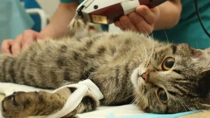 2các Lưu Ý Trước Khi Triệt Sản Mèo