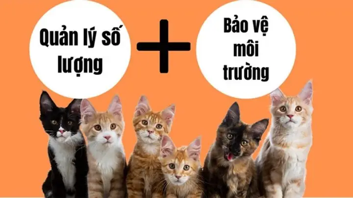 1có Nên Triệt Sản Cho Mèo Hay Không?