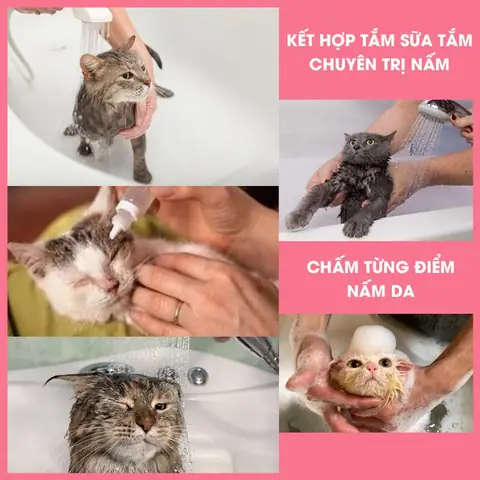 Trị Nấm Cho Mèo Bằng Nước Muối: