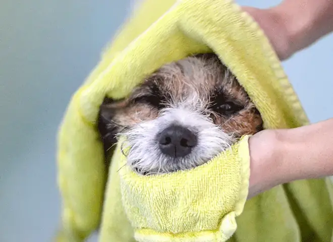 Thời Điểm Thích Hợp Để Tắm Cho Chó Con 2 Tháng Tuổi