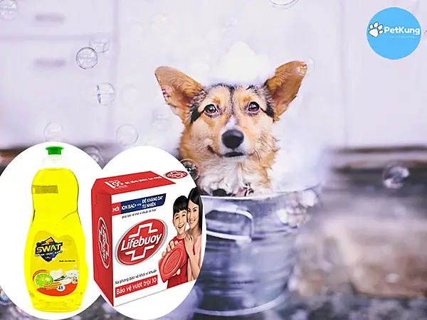 Tắm Cho Chó Bằng Bột Giặt: Tại Sao Không An Toàn Và Cách Chăm Sóc Đúng