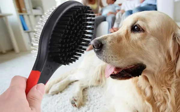 Cách Tắm Cho Chó Theo Các Bước