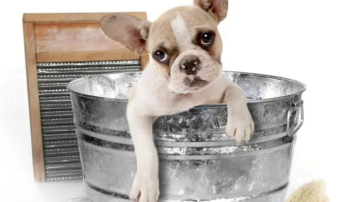 Có Nên Tắm Cho Chó Con Không?