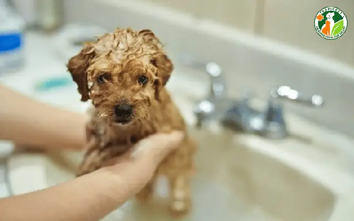 Chó Con Có Nên Tắm Không?