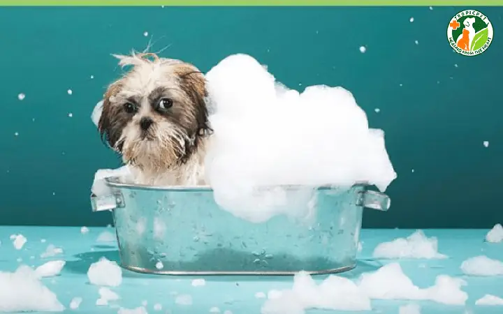 Chó Con Có Nên Tắm Không?