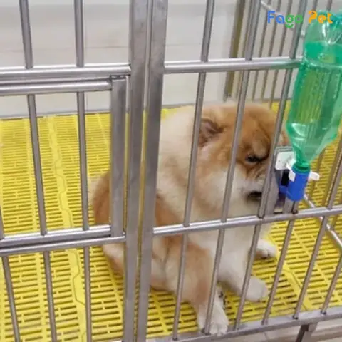 Ở Đâu Thanh Lý Tấm Lót Sàn Chuồng Chó Giá Tốt Nhất? Ở Đâu Thanh Lý Tấm Lót Sàn Chuồng Chó Giá Tốt Nhất?