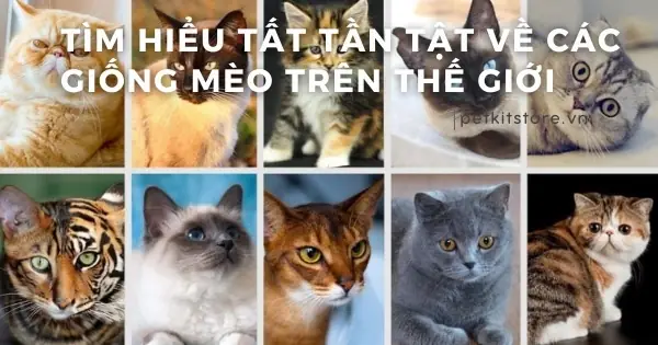 Tần Số Hô Hấp Của Chó: Cách Đo, Chỉ Số Chuẩn Và Dấu Hiệu Bất Thường