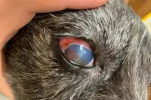 Dấu Hiệu Nhận Biết