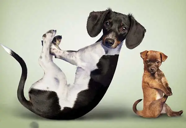 Tap The Duc Cho Cun 2