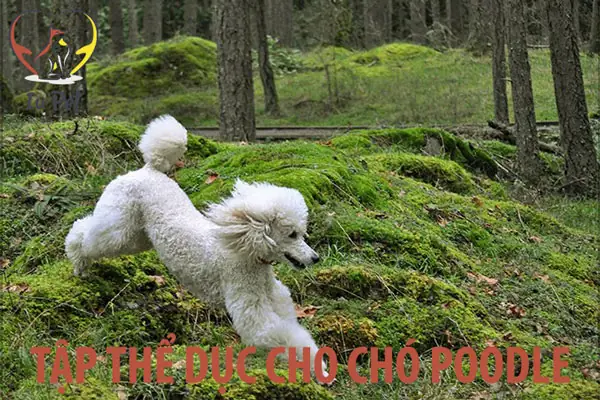 Tập Thể Dục Cho Chó Poodle