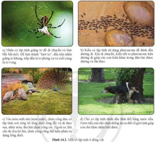 Tập Tính Bẩm Sinh Của Chó: Hiểu Đúng Để Chăm Sóc Và Huấn Luyện Hiệu Quả