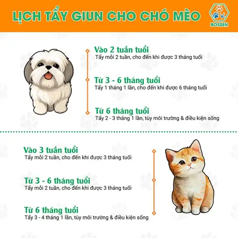 🐾 𝐋ị𝐂𝐇 𝐓ẩ𝐘 𝐆𝐈𝐔𝐍 𝐂𝐇𝐎 𝐂𝐇ó 𝐌è𝐎 🐾