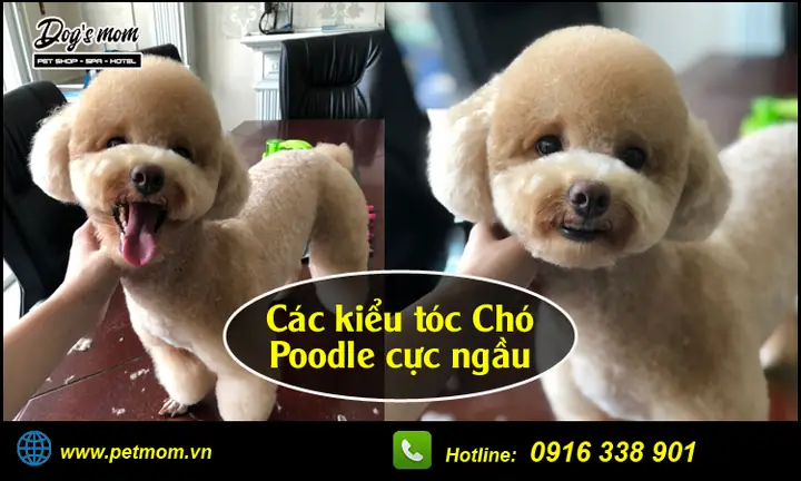 Tẩy Giun Cho Chó Poodle
