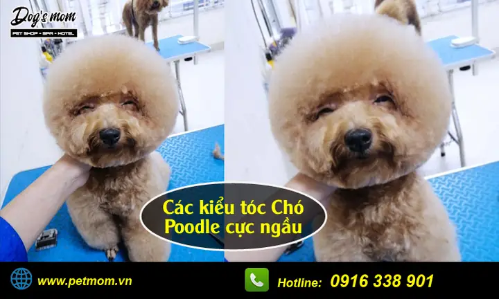 Tẩy Giun Cho Chó Poodle