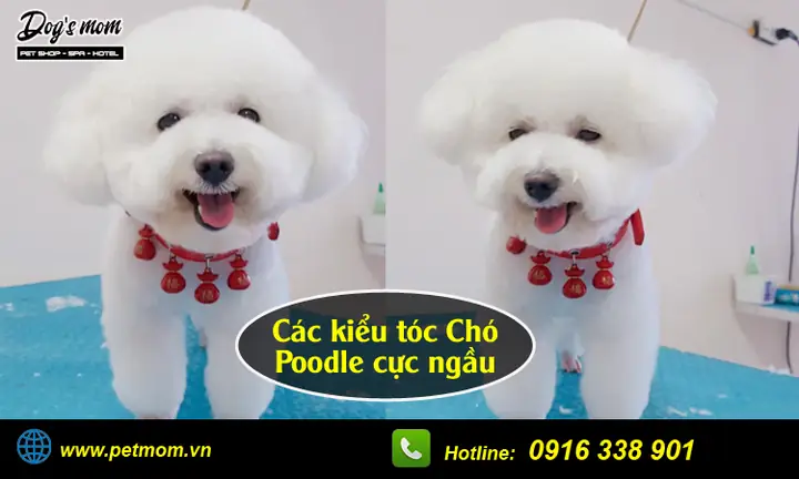 Tẩy Giun Cho Chó Poodle