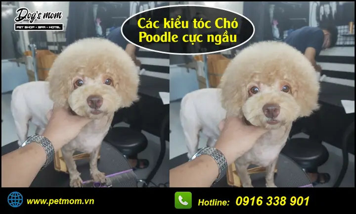 Tẩy Giun Cho Chó Poodle