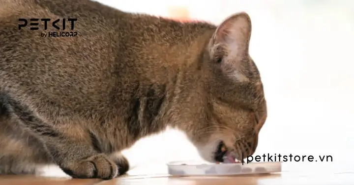 Tẩy Giun Cho Mèo Trước Hay Sau Khi Ăn?