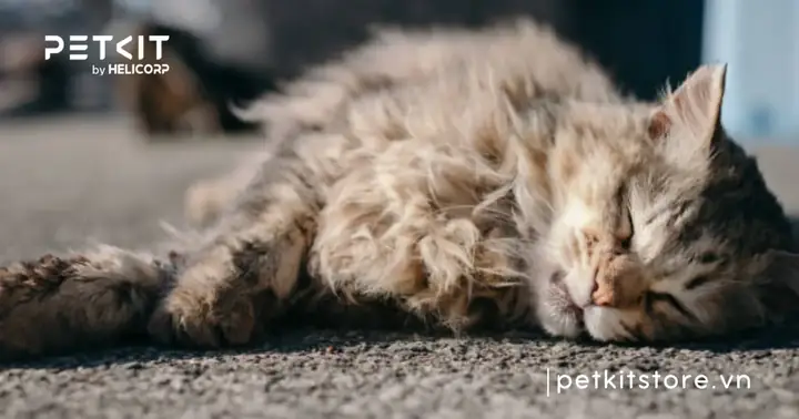 Theo Dõi Và Chăm Sóc Mèo Sau Khi Tẩy Giun