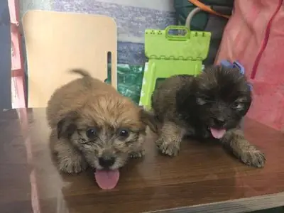 Bán Nhanh Chó Con Nhà Đẻ