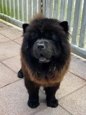 Nhường Lại Đam Mê Chowchow